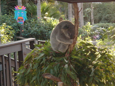 Koala